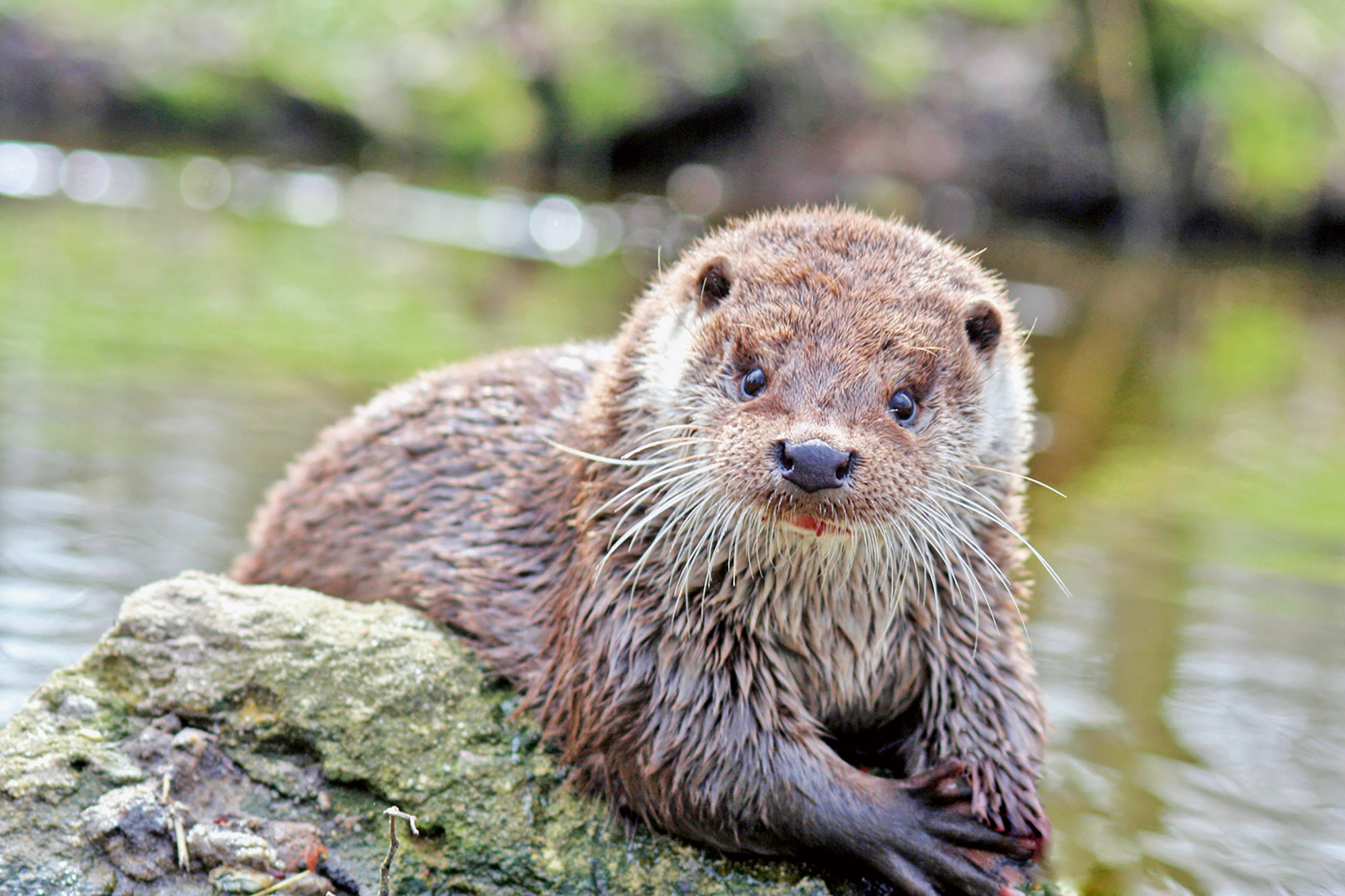 Otter Als Haustier In Deutschland