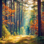Herbst-Wald_©kurz-mal-weg.de