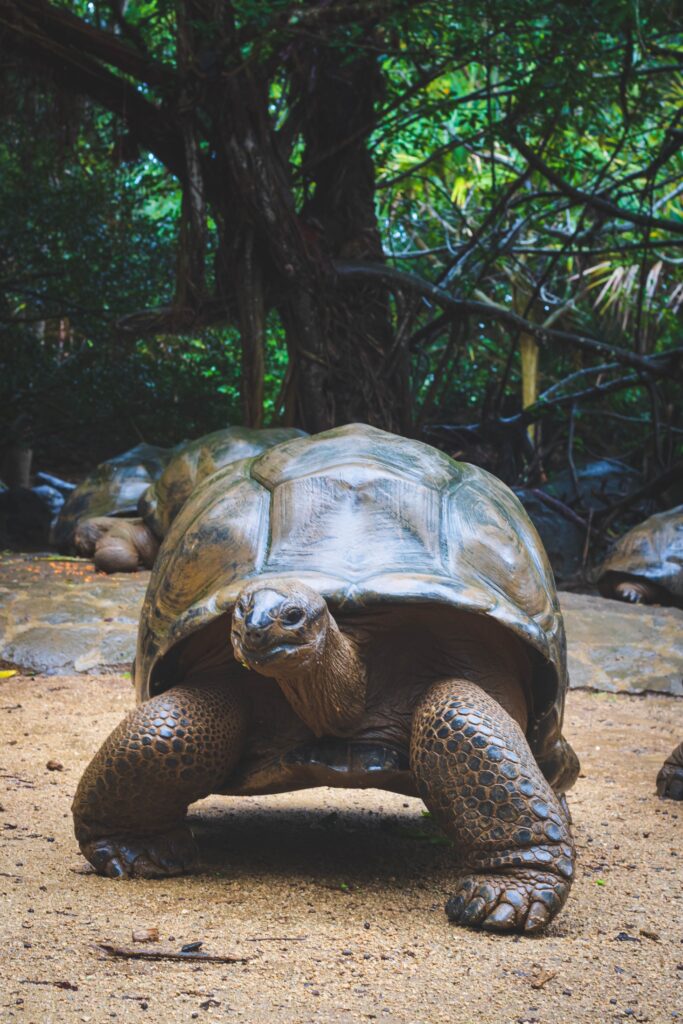 aldabra schildkröte seychellen