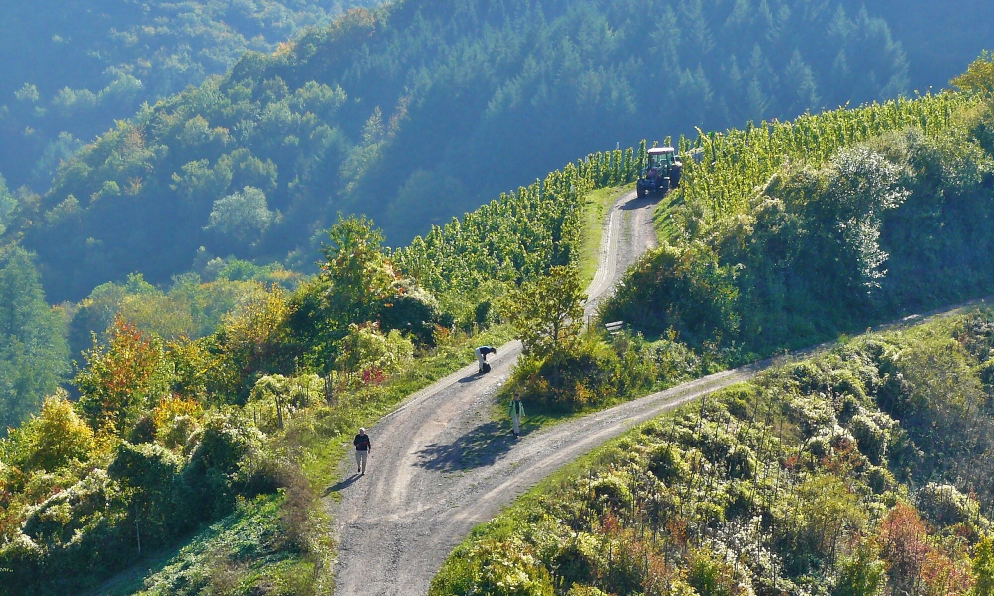 Weinberge in Deutschland, die schönsten der Welt